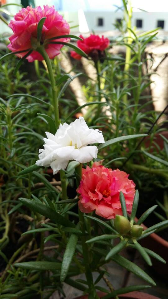 TP.HCM: Cô giáo mầm non hăng hái làm nông dân tại nhà - 10