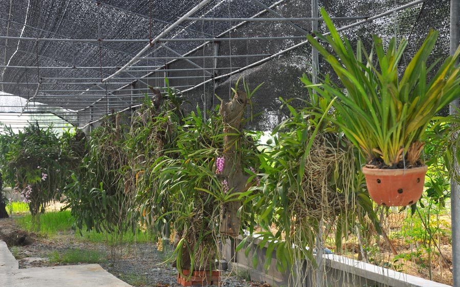 Chiêm ngưỡng vườn lan rừng tiền tỷ giữa Thủ đô - 6