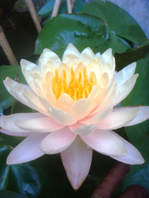 Hoa súng Thái nhiều màu lên ngôi mùa hè này - 4