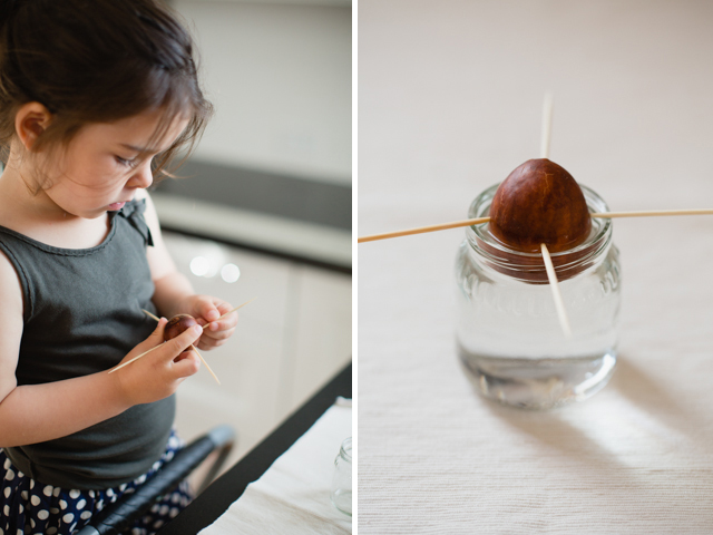 Tập trồng hành lá, dứa, bơ đơn giản trong cốc tại nhà - 6