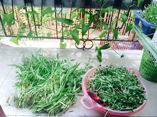 Vườn ban công 1.5m2 cho rau mơn mởn, dưa chuột 0.7 kg - 11