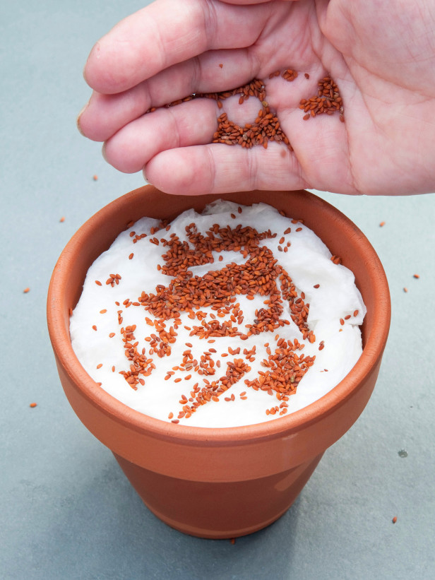 “Thiên biến vạn hóa” đồ vật quanh nhà để... gieo hạt, trồng cây - 11