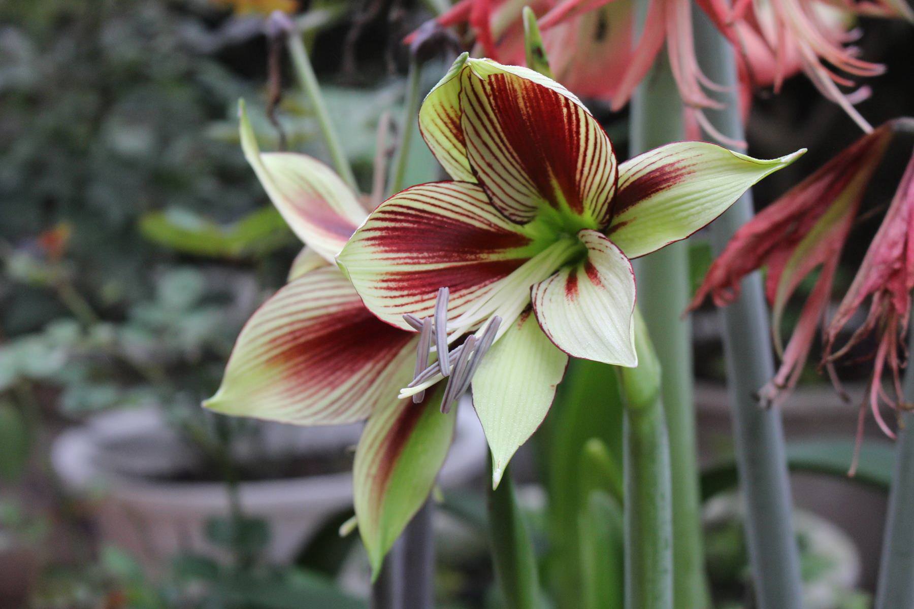 HN: Vườn trên mái ngập tràn cây hoa đẹp - độc - lạ - 3