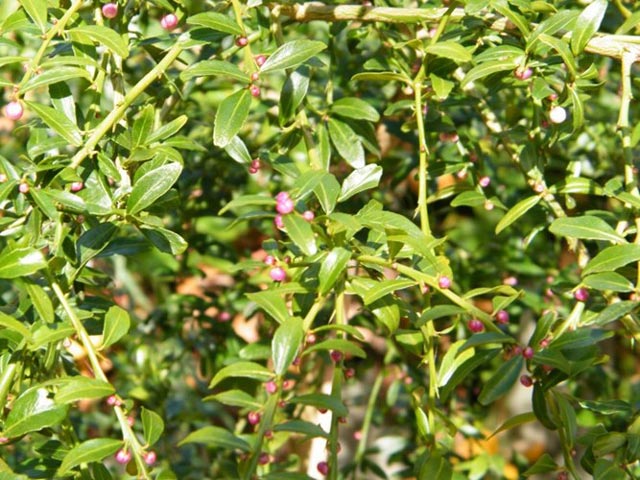 Sốt xình xịch với chanh hình ngón tay, giống não người - 4