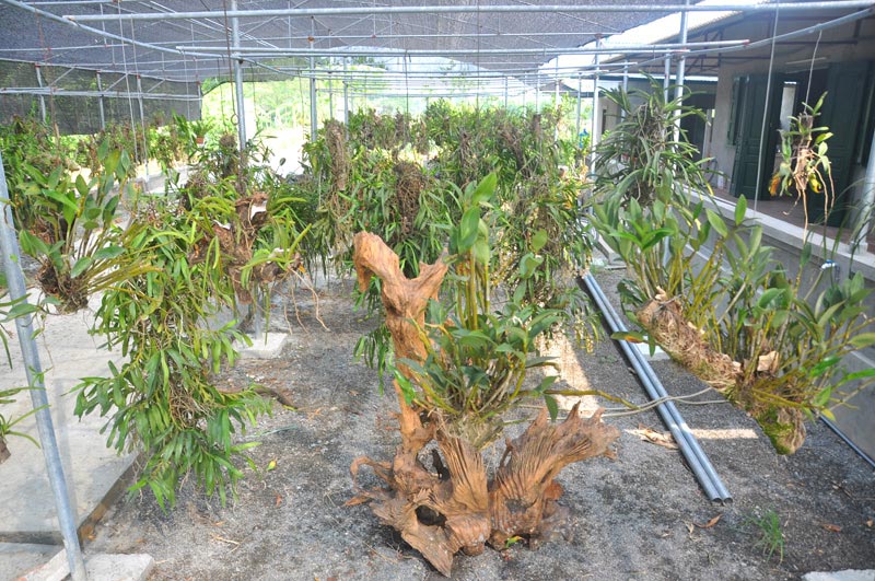 Chiêm ngưỡng vườn lan rừng tiền tỷ giữa Thủ đô - 5