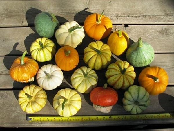 "Mê mệt" hạt giống cây tí hon: Cẩn thận nguy hiểm - 2