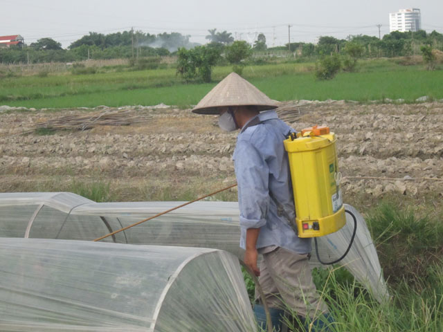 Cận cảnh rau sạch “tắm” những loại thuốc cực độc - 6