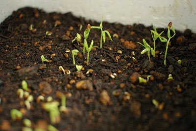 Trồng rau muống từ hạt lên mơn mởn trong thùng xốp - 8