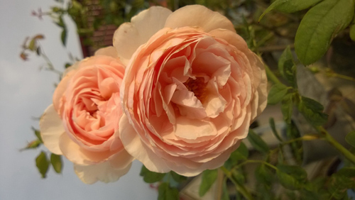 HN: Vườn trên mái ngập tràn cây hoa đẹp - độc - lạ - 11