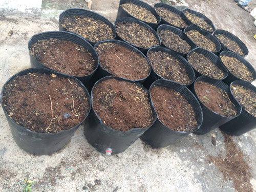 TP.HCM: Văn phòng cho nhân viên thỏa thuê trồng rau sạch - 2