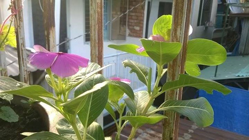 TP.HCM: Cô giáo mầm non hăng hái làm nông dân tại nhà - 12