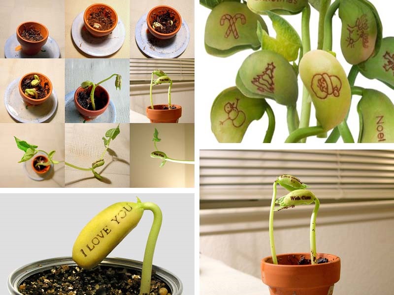 Tự tay trồng hạt đậu “mầm tình” - món quà đầy bất ngờ, thú vị - 10