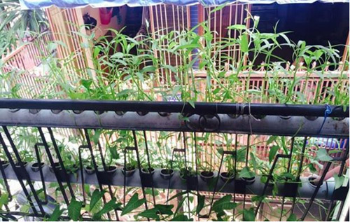Vườn ban công 1.5m2 cho rau mơn mởn, dưa chuột 0.7 kg - 8
