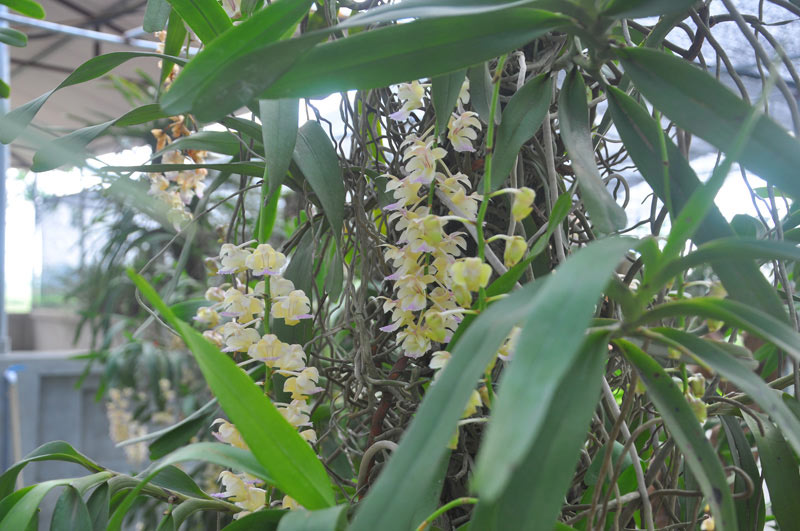 Chiêm ngưỡng vườn lan rừng tiền tỷ giữa Thủ đô - 9