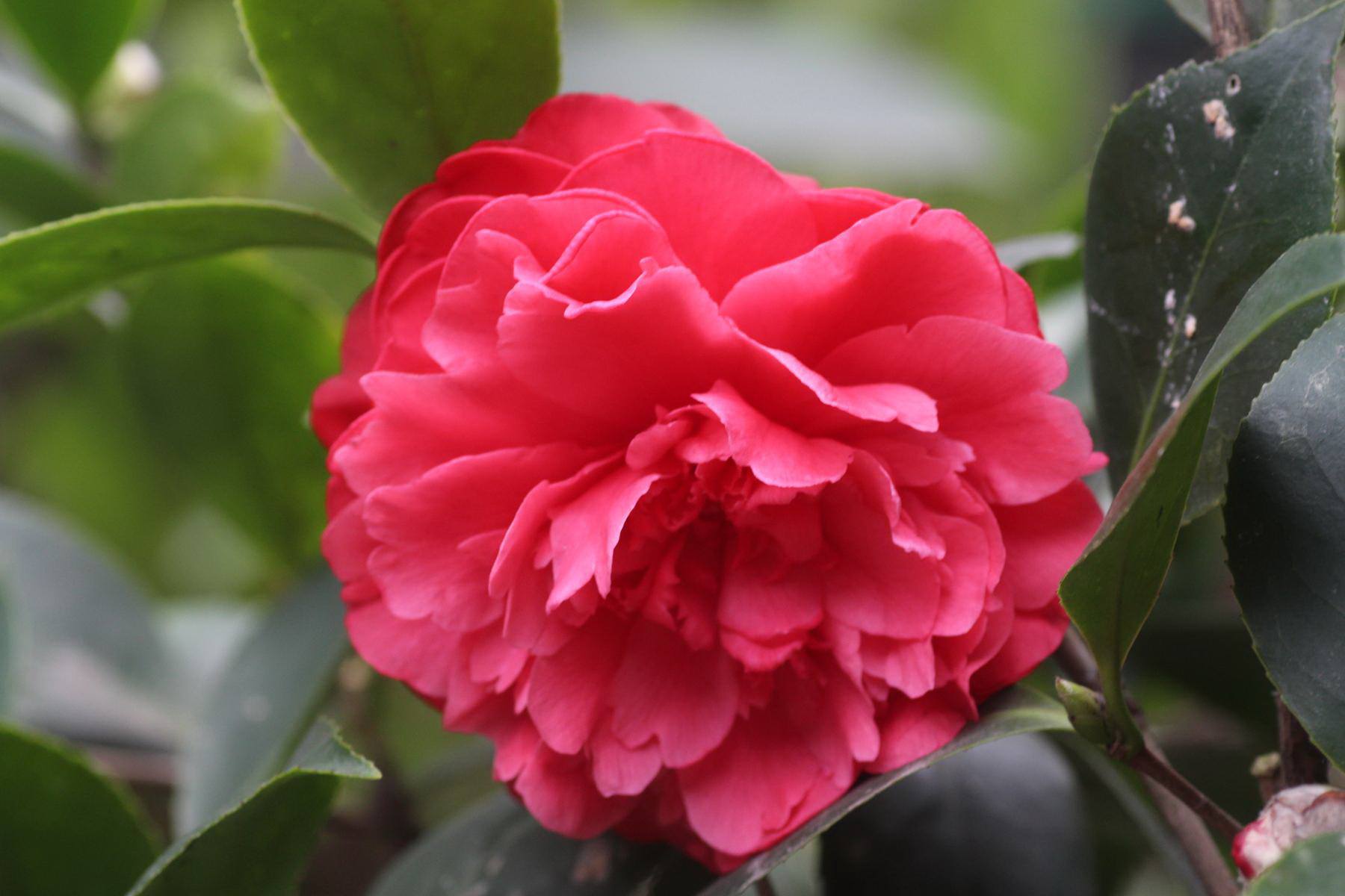 HN: Vườn trên mái ngập tràn cây hoa đẹp - độc - lạ - 6