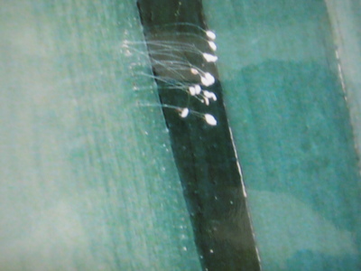 2011_3_24_img_4243--ss