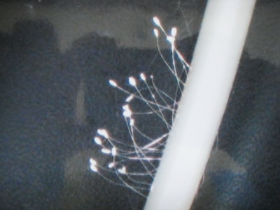 2011_3_24_img_4245--ss