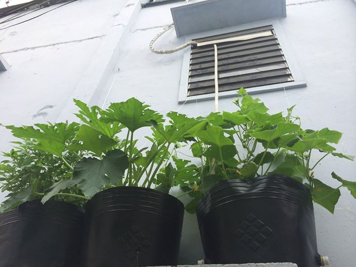 Vườn ban công 1.5m2 cho rau mơn mởn, dưa chuột 0.7 kg - 19