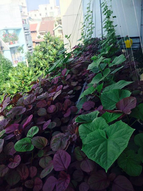 TP.HCM: Văn phòng cho nhân viên thỏa thuê trồng rau sạch - 5