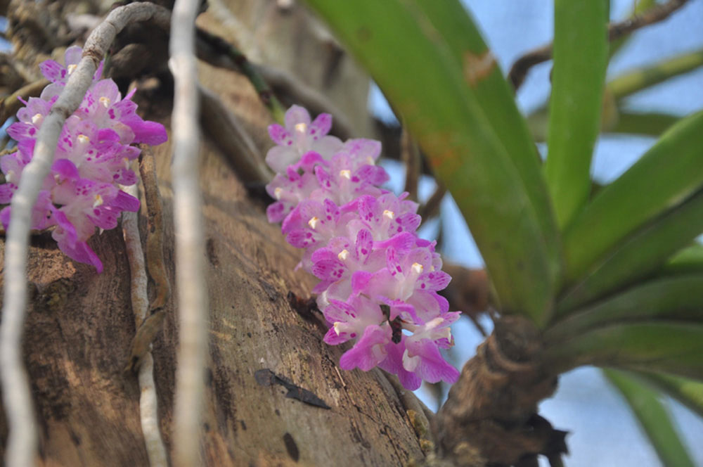 Chiêm ngưỡng vườn lan rừng tiền tỷ giữa Thủ đô - 11