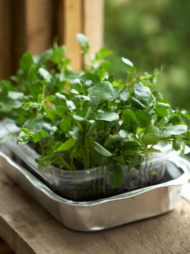 “Thiên biến vạn hóa” đồ vật quanh nhà để... gieo hạt, trồng cây - 3