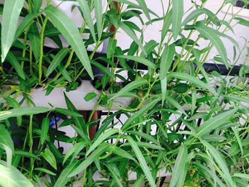 Vườn ban công 1.5m2 cho rau mơn mởn, dưa chuột 0.7 kg - 10