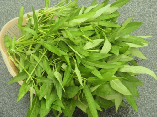 Trồng rau muống từ hạt lên mơn mởn trong thùng xốp - 12