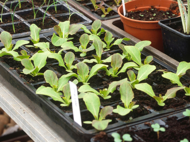 “Thiên biến vạn hóa” đồ vật quanh nhà để... gieo hạt, trồng cây - 5