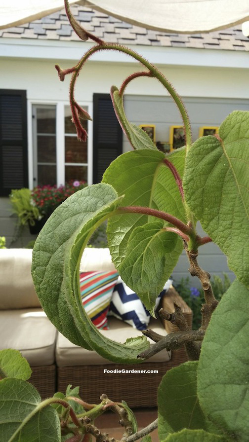 Trồng kiwi trong chậu: mát nhà mà sướng miệng - 12