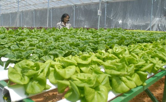 Cận cảnh vườn rau thủy canh bạc tỉ ở Đà Lạt - 5