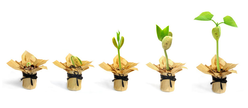 Tự tay trồng hạt đậu “mầm tình” - món quà đầy bất ngờ, thú vị - 1