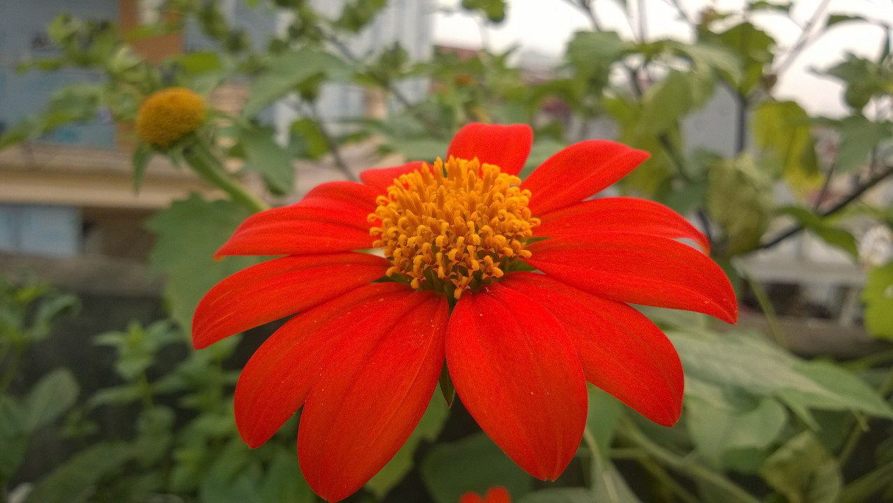 HN: Vườn trên mái ngập tràn cây hoa đẹp - độc - lạ - 2