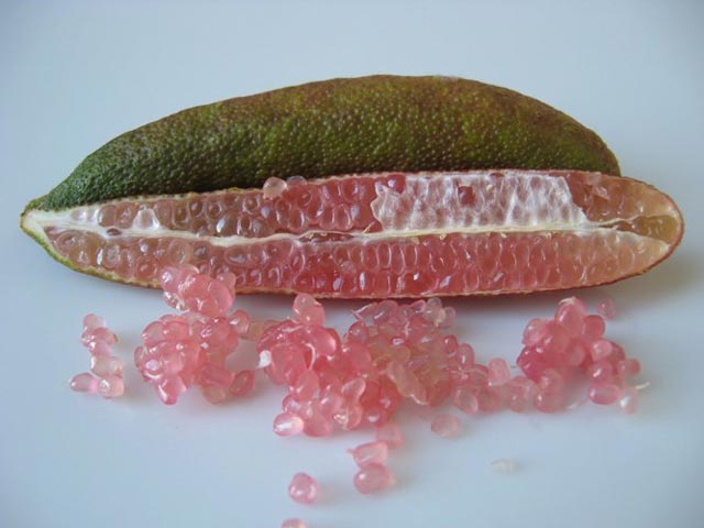 Sốt xình xịch với chanh hình ngón tay, giống não người - 2