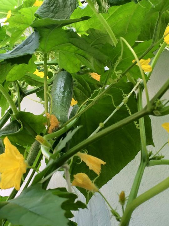 Vườn ban công 1.5m2 cho rau mơn mởn, dưa chuột 0.7 kg - 14