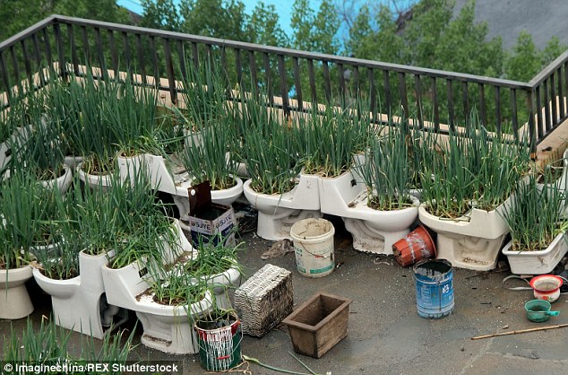 Vườn rau bốc mùi trên sân thượng khiến hàng xóm điên người - 2