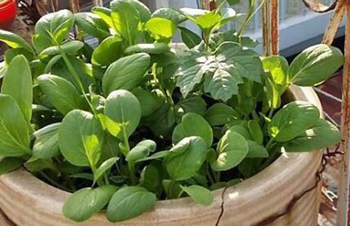 TP.HCM: Cô giáo mầm non hăng hái làm nông dân tại nhà - 3