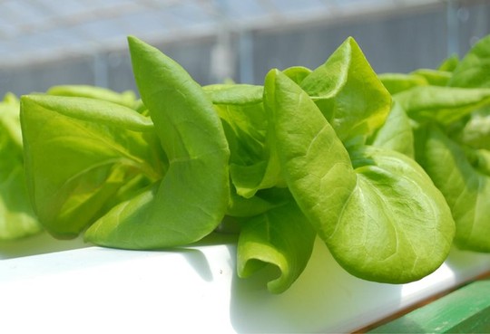 Cận cảnh vườn rau thủy canh bạc tỉ ở Đà Lạt - 10