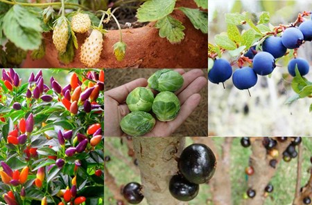 "Mê mệt" hạt giống cây tí hon: Cẩn thận nguy hiểm - 1