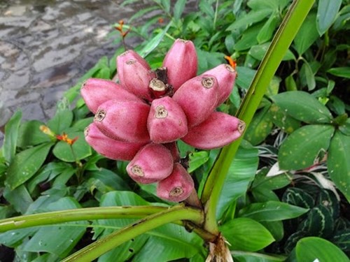 Chuối tím hồng độc lạ "sốt xình xịch" thị trường Việt - 5