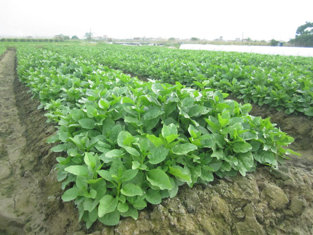 Cận cảnh rau sạch “tắm” những loại thuốc cực độc - 2