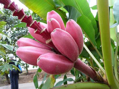 Chuối tím hồng độc lạ "sốt xình xịch" thị trường Việt - 3