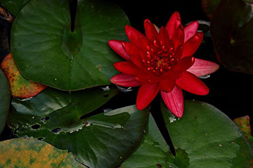 Hoa súng Thái nhiều màu lên ngôi mùa hè này - 8