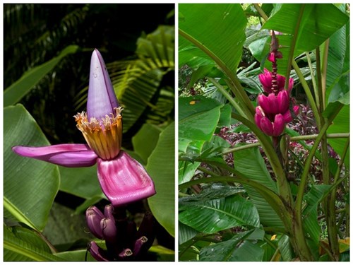 Chuối tím hồng độc lạ "sốt xình xịch" thị trường Việt - 7