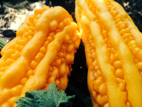 TP.HCM: Văn phòng cho nhân viên thỏa thuê trồng rau sạch - 15