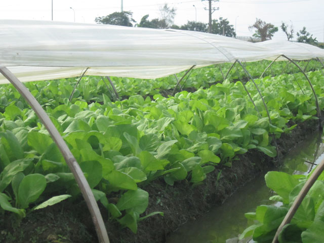 Cận cảnh rau sạch “tắm” những loại thuốc cực độc - 4