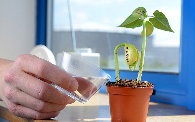 Tự tay trồng hạt đậu “mầm tình” - món quà đầy bất ngờ, thú vị - 6