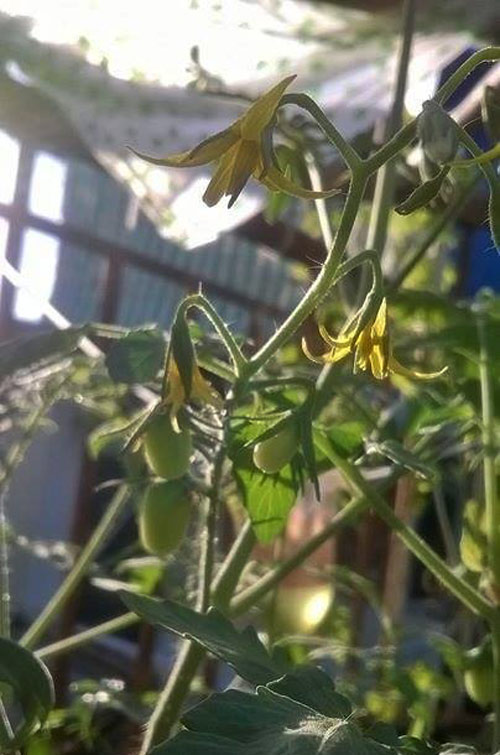 TP.HCM: Cô giáo mầm non hăng hái làm nông dân tại nhà - 8