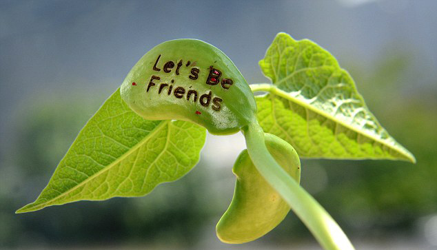 Tự tay trồng hạt đậu “mầm tình” - món quà đầy bất ngờ, thú vị - 2