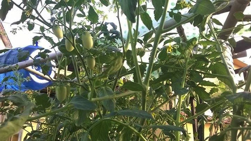 TP.HCM: Cô giáo mầm non hăng hái làm nông dân tại nhà - 7