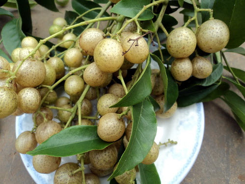 Quả lạ núi rừng tràn xuống phố "lấy lòng" chị em - 9